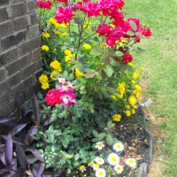 Photo Thumbnail #27: KNOCKOUT ROSES,COREOPSIS,PURPLE HEART,SHASTA DAISY