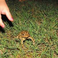 Photo Thumbnail #21: MY LITTLE GIRL FOUND ONE OF OUR AMPHIBIAN FRIENDS