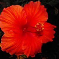 Photo Thumbnail #23: HIBISCUS