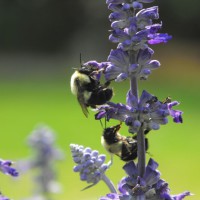 Photo Thumbnail #11: WORK IT BEES 