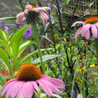 Photo Thumbnail #6: BUTTERFLY GARDEN 