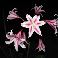 Photo Thumbnail #19: LILY AT NIGHT 