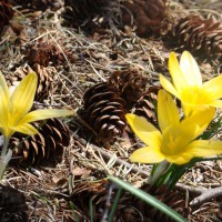 Photo Thumbnail #11: crocus  This year the bunnies did not eat them....