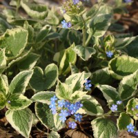 Photo Thumbnail #9: Varigated Brunnera