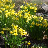 Photo Thumbnail #8: tete daffodils