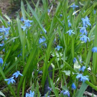 Photo Thumbnail #13: Scillas are such a beautiful BLUE in the early...