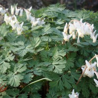 Photo Thumbnail #3: Native wildflower, Dutchman's Breeches