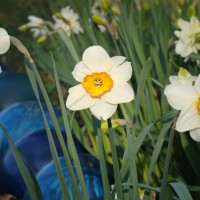Photo Thumbnail #12: In between the daffodils are my BLUE bowling...