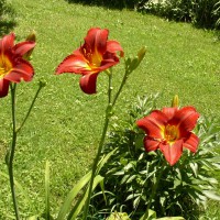 Photo Thumbnail #1: Red-Orange Daylily in front yard
