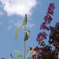 Photo Thumbnail #4: Butterfly Bush. Hard-to-see Butterfly is lower...