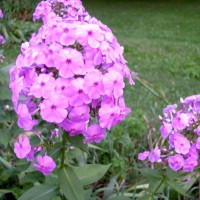 Photo Thumbnail #8: Pink Garden Phlox. Start was given to me 20...