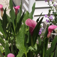 Photo Thumbnail #5: Pink Callas in container next to garage. Bought...