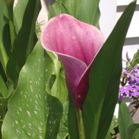 Photo Thumbnail #6: Close-up of pink calla. Purple in background is...
