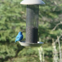 Photo Thumbnail #2: Indigo Bunting