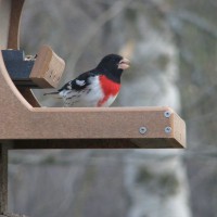 Photo Thumbnail #1: Rosebreasted Grosbeak