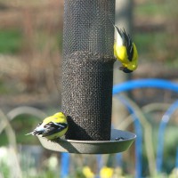 Photo Thumbnail #5: Goldfinch