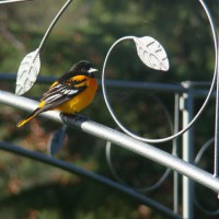 Photo Thumbnail #3: Baltimore Oriole