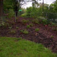 Photo Thumbnail #11: Side yard begins to turn green as hydrangeas...