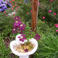 Photo Thumbnail #4: Clematis take over angel birdbath.