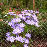 Photo Thumbnail #6: Clematis on fence between memory garden and...