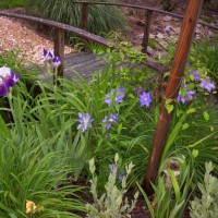 Photo Thumbnail #10: Bridge over ditch begins to bloom with clematis...