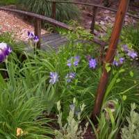 Photo Thumbnail #10: Bridge over ditch begins to bloom with clematis...