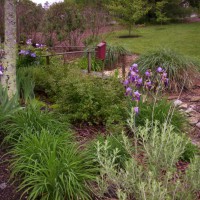 Photo Thumbnail #8: Ditch garden begins to bloom with color as Iris...