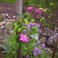 Photo Thumbnail #7: Clematis on bird house pole at ditch garden.