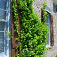 Photo Thumbnail #2: Jasmine growing on the front of the house