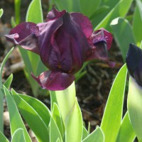 Photo Thumbnail #6: Dwarf Burgundy Iris. I like the dwarf iris...