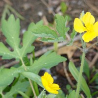 Photo Thumbnail #3: Woodland Poppy easily reseeds