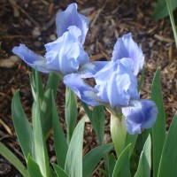 Photo Thumbnail #5: Dwarf Blue Iris