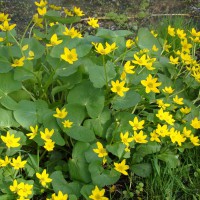 Photo Thumbnail #4: Marsh Marigold loves the wetland. Use this...