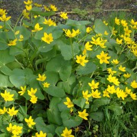 Photo Thumbnail #4: Marsh Marigold loves the wetland. Use this...