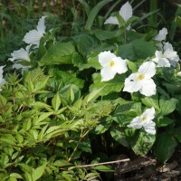 Photo Thumbnail #2: Trillium takes so long to multiply.