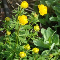 Photo Thumbnail #7: Trollius 'Globe Flower'