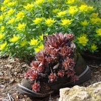 Photo Thumbnail #1: Yellow flower is Spurge. In the old boot are...