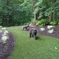 Photo Thumbnail #24: Backyard turf and landscape