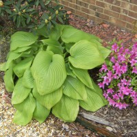 Photo Thumbnail #3: Hosta