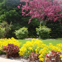Photo Thumbnail #5: What I am trying to do with these planting is...