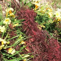 Photo Thumbnail #13: Japanese Maple surrounded by Stella D'Oro...