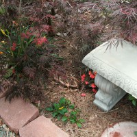 Photo Thumbnail #8: Meditation bench surrounded by Red Waxleaf...