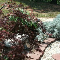 Photo Thumbnail #12: Japanese Maple with Zebra Grass and Dusty...