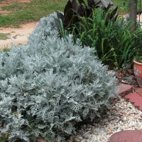 Photo Thumbnail #2: Closeup of large Dusty Miller. This one has...