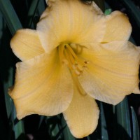 Photo Thumbnail #14: Closeup of Stella D Oro daylily