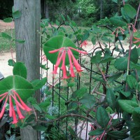 Photo Thumbnail #5: Closeup of Red Trumpet Honeysuckle just...