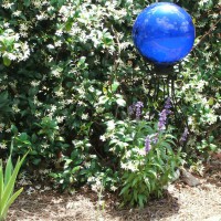 Photo Thumbnail #18: Gazing ball in front of Asiatic Star Jasmine....