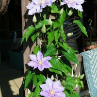 Photo Thumbnail #4: Dr. Rupples Clematis trained on patio post