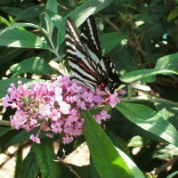 Photo Thumbnail #17: Butterfly feasting on Butterfly Bush 