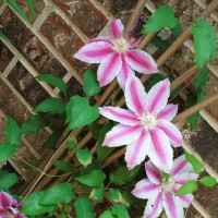 Photo Thumbnail #7: Nelly Moser Clematis climing trellis on east...